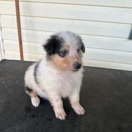Boo - Blue merle and white male Collie puppy in Barnesville, Georgia from Collie farm