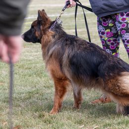 Jewel - German Shepherd