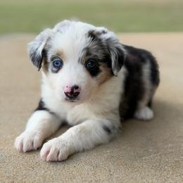 Koda - Blue merle female Miniature Australian Shepherd puppy in Baker, Florida from East to Western Aussies