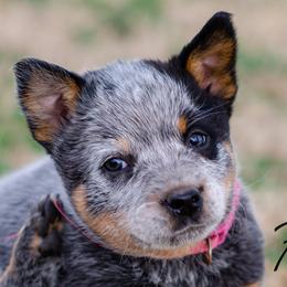 Okarche - Blue female Australian Cattle Dog puppy in Fairview, Oklahoma from Flying D Kennels