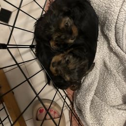Yorkshire Terrier Puppies from Walnut yorkies