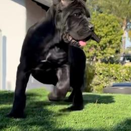 Female 1 - Black female Cane Corso puppy in California from Donato Kennels