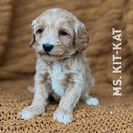 Ms. Kit-Kat - Apricot female Goldendoodle puppy in Sacramento, California from Dandy Doodles Goldendoodles