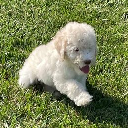 Ringo - Chalk male Labradoodle puppy in Craig, Nebraska from Top Knot Companions Poodles and Labradoodles