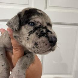 Batman - Merle male Great Dane puppy in Florida from Beachside Kennels