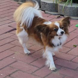 Biewer Terrier and Papillon Puppies from Southern Belle's Biewer Terriers & Papillons