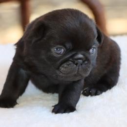 Bubbles - Black female Pug puppy in Winnsboro, Texas from Southern pugs