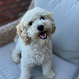 Brodie - Cockapoo