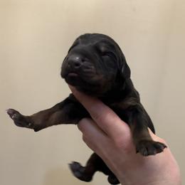 Cannoli - male Doberman Pinscher puppy in Wellington, Ohio from Jessie J's Dobermans