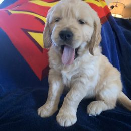 Golden Retriever Puppies from Daniel Ranch Golden Retrievers