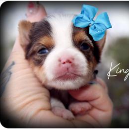 King - Chocolate, tan and white male Yorkshire Terrier puppy in Warren, Michigan from Danielle's Yorkie Babies