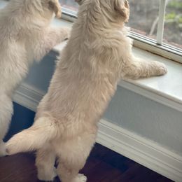 Golden Retriever Puppies from GameChanger Golden Retrievers