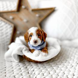 Simba - Red  male Goldendoodle puppy in Springville, Utah from Happy Doodle