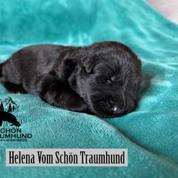 Helena - Black female German Shepherd puppy in Garland, Maine from Vom Schön Traumhund