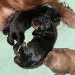 Cavalier King Charles Spaniel Puppies from Enchanted Cavaliers