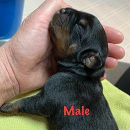Red collar - Black and mahogany male Rottweiler puppy in Cleveland, Tennessee from Thomas Rotts