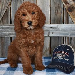Cupid - Red  male Goldendoodle puppy in Macedon, New York from Toodles Goldendoodles