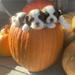 Shih Tzu puppies from Tiny Bubbles Shih Tzus