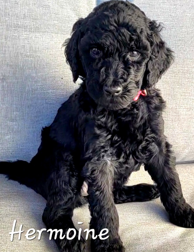 Goldendoodle Puppies from M&M G-Doods