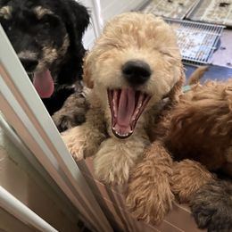 Aussiedoodle Puppies from Redwood Aussiedoodles