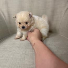 Theo - Cream male Pomeranian puppy in Phoenix, Arizona from Luxpomz