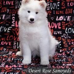 Samoyed Puppies from Desert Rose Samoyeds