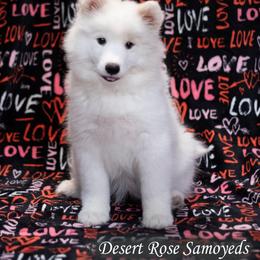 Samoyed Puppies from Desert Rose Samoyeds