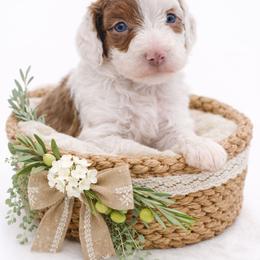Blue - Brown and white male Aussiedoodle puppy in Byron, Georgia from Southern Olive Doodles 🫒