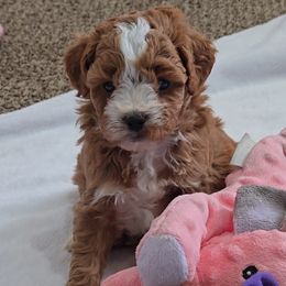Dasher - Red male Cavapoo puppy in Blackfoot, Idaho from Rocky Desert Goldens and Cavaliers