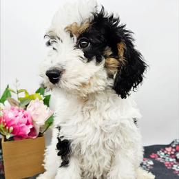 Galadriel - Black and white female Bernedoodle puppy in Granton, Wisconsin from Rose River Farms