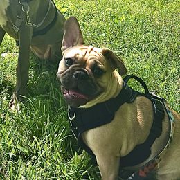 Journee - French Bulldog