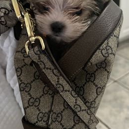 Yorkshire Terrier Puppies from Behrens_Beauties