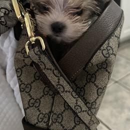 Yorkshire Terrier Puppies from Behrens_Beauties