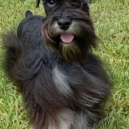 Miniature Schnauzers from JNJ Lark