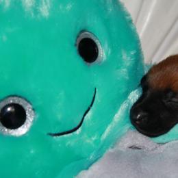 Belgian Malinois Puppies from Pyrex Kennels