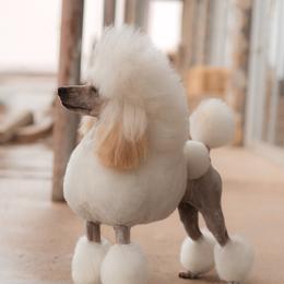 Kerry Blue Terrier and Poodle All Grown Up from Nipigon Miniature Poodles