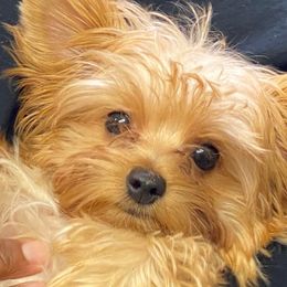 French Bulldogs and Yorkshire Terriers from Kmonae