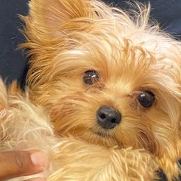 French Bulldogs and Yorkshire Terriers from Kmonae