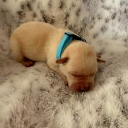 Blue collar - Yellow male Labrador Retriever puppy in Tekonsha, Michigan from Asher Acres Labs