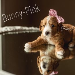 Goldendoodle Puppies from FrillyPaws Doodles