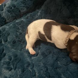 German Shorthaired Pointer and Jack Russell Terrier Puppies from Ivy Creek Kennels
