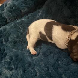German Shorthaired Pointer and Jack Russell Terrier Puppies from Ivy Creek Kennels