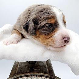 Aussiedoodle, Miniature Australian Shepherd, and Poodle Puppies from Fine and Dandy Aussiedoodles