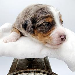 Aussiedoodle, Miniature Australian Shepherd, and Poodle Puppies from Fine and Dandy Aussiedoodles