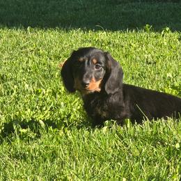 Black and tan wire boy - Black and tan male Dachshund puppy in Cheney, Washington from Nouvelle Standard Dachshunds