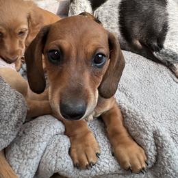 Dachshund Puppies from Sausage Squad