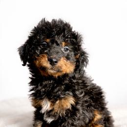 Canyon - Black phantom male Aussiedoodle puppy in Paoli, Indiana from Brambleberry Doodles