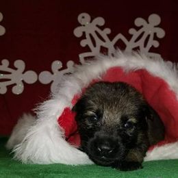 German Shepherd Puppies from My Bodyguard German Shepherd Dogs