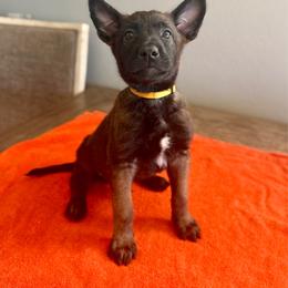 Luke (Yellow) - Black sable male Belgian Malinois puppy in Buckeue, Arizona from Légende Vivante Du Chief Kennel