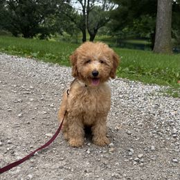 Wren - Red  female Goldendoodle puppy in La Belle, Missouri from I Dream of Doodles